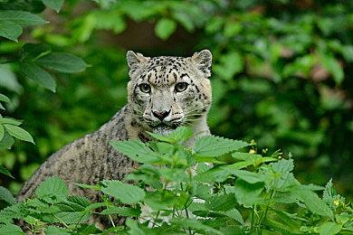 《刺客信条：影》Steam在线破纪录后 育碧股价上涨5%